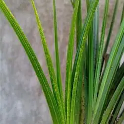 刚蕙兰星斑水晶每苗都带艺