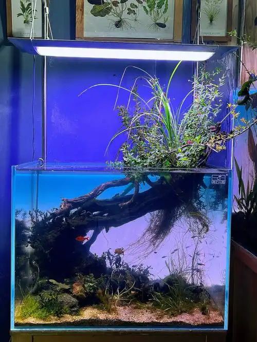 低成本成景攻略一颗水杨梅一个景