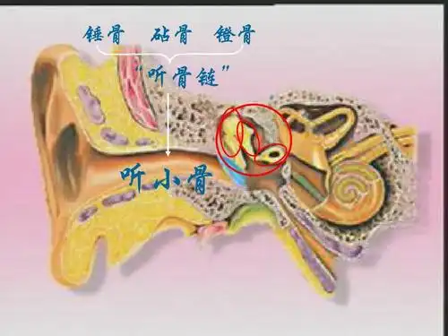 锤骨 砧骨 镫骨 "听骨链" 听小骨