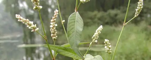 追风草长什么样子