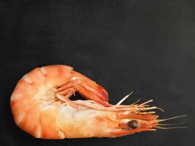 黑色背景,虾,水产,大虾,海洋生物,一个,红色,摄影,影棚,对虾,单个,水