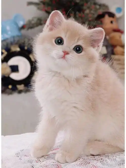 bb1英短紫金渐层紫金影妹妹