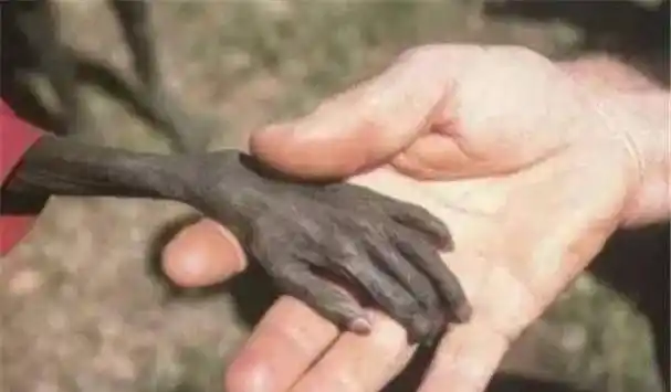 原创6年前,女游客收养了非洲"讨水男孩",今救助的孩子开始上大学