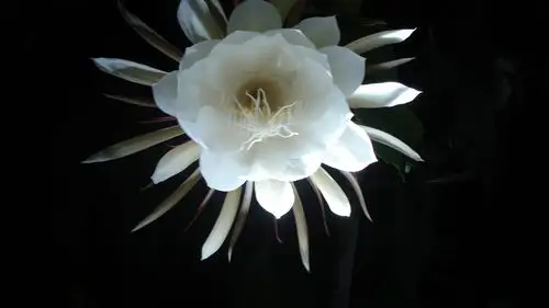 唯美昙花一现,高清图片-壁纸族