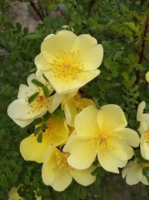 渑池韶山黄刺玫