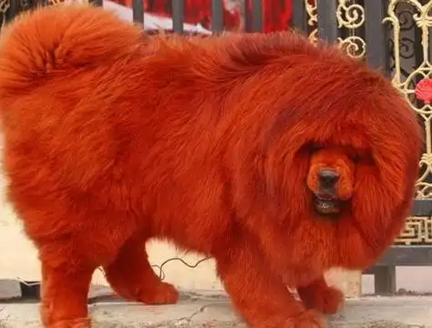 纯红藏獒纯红藏獒的藏獒品种