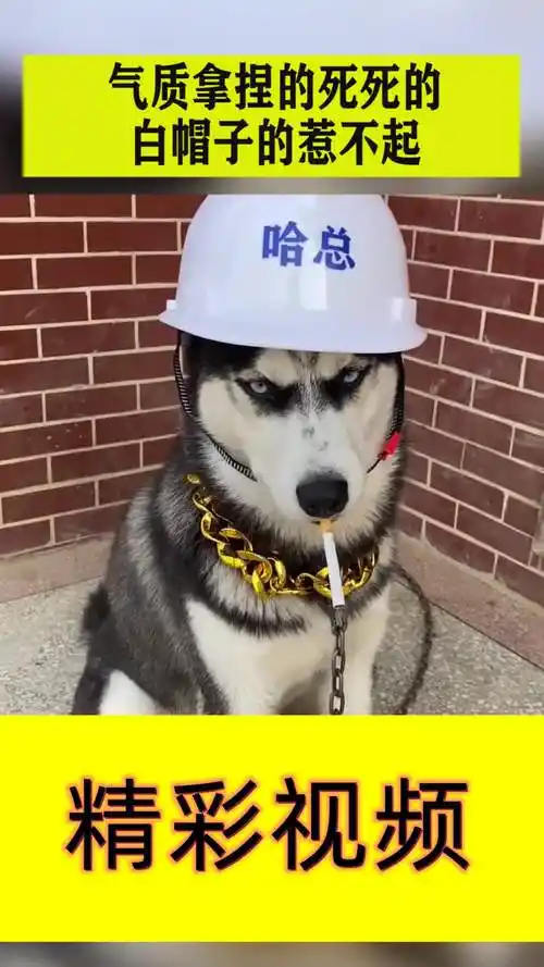 气质拿捏的死死的白帽子的惹不起不屑的眼神秒杀一切