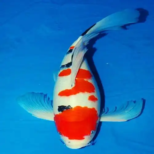 观赏鱼红白三色长尾龙凤锦鲤鱼