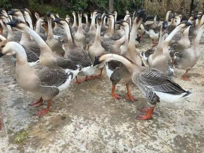 [农家土鹅批发] 本地老鹅价格15元/斤 1000斤起批 - 惠农网