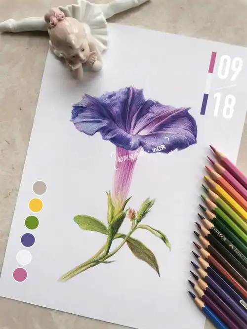 牵牛花彩铅画花卉