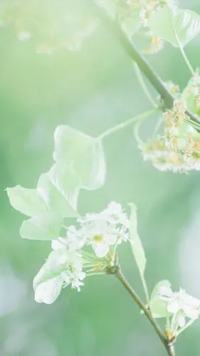 小清新花卉微距摄影图片手机壁纸-植物-手机壁纸下载-美桌网