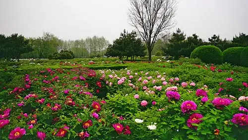 龙池牡丹王封最美牡丹花海的盛宴世界牡丹大会将开幕