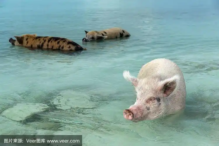 在加勒比海清澈的海水中游泳的猪是巴哈马著名的旅游景点