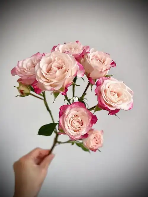 多头玫折射玫瑰