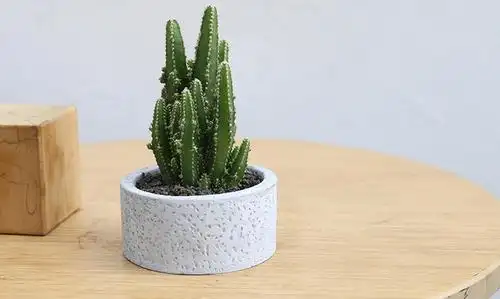 用ins绿植造森氧桌面