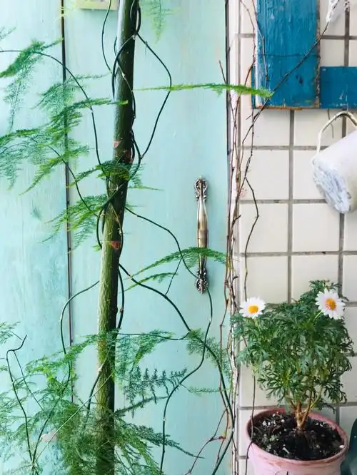 在阳台种植了4年多的文竹,顺着发财树攀爬…还有一直都很喜欢的爬山虎