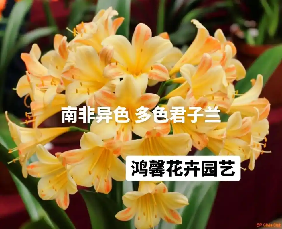 南非君子兰 毛兰 奇异 沼泽 有茎 种间!多色重瓣!西斯凯  - 抖音