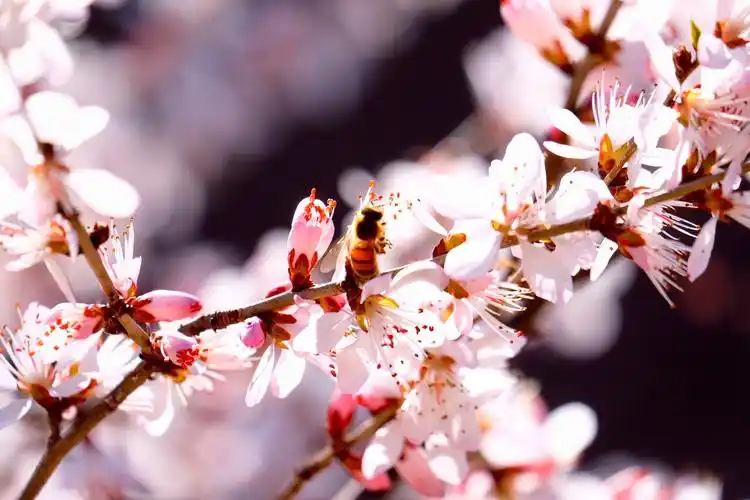 春天悄悄来临,到处花红柳绿,景色宜人,给人一种陶醉在大自然的感觉.