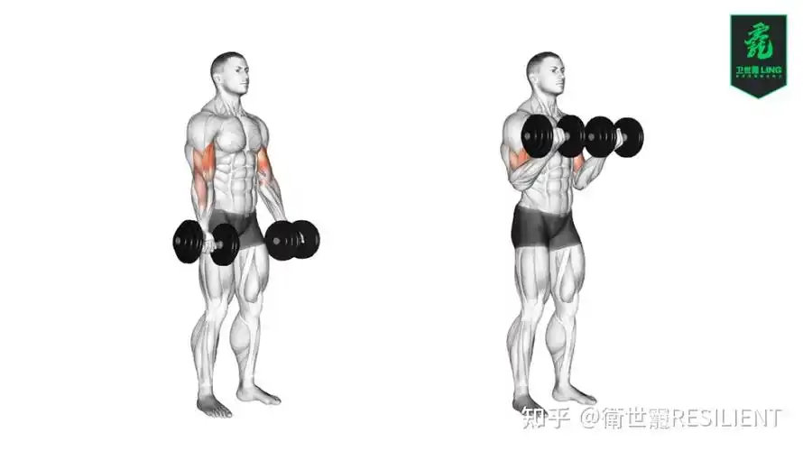 蜘蛛弯举 spider curl