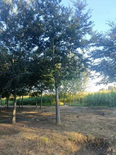 精品行道树大小规格树乔木丛生红榉树朴树苗彩色树种适合南方种植