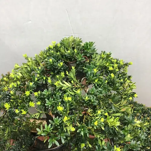 罗汉松汉松盆景精品小叶树桩黑珍珠1号实物拍摄绿植