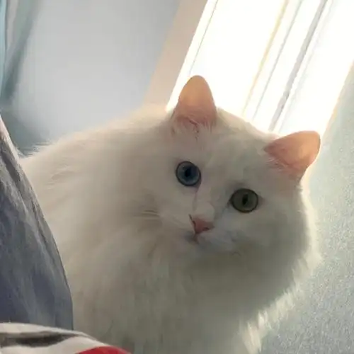 狮子猫价格是不是偏贵了