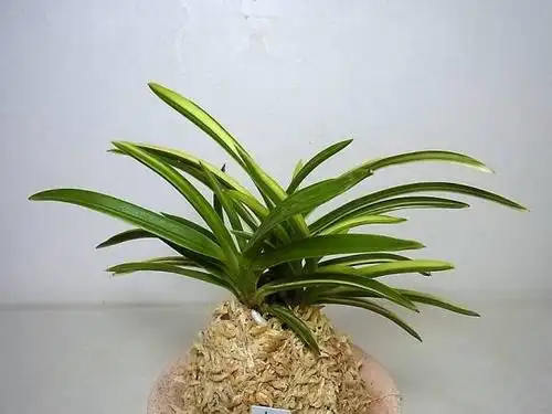 キラ星★ 富贵兰「山采りの缟」の株立ちです.①