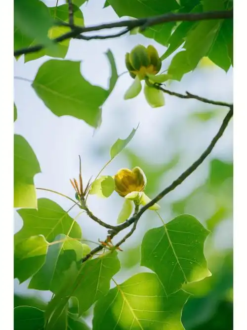 走了两万步,只为找寻开花的鹅掌楸