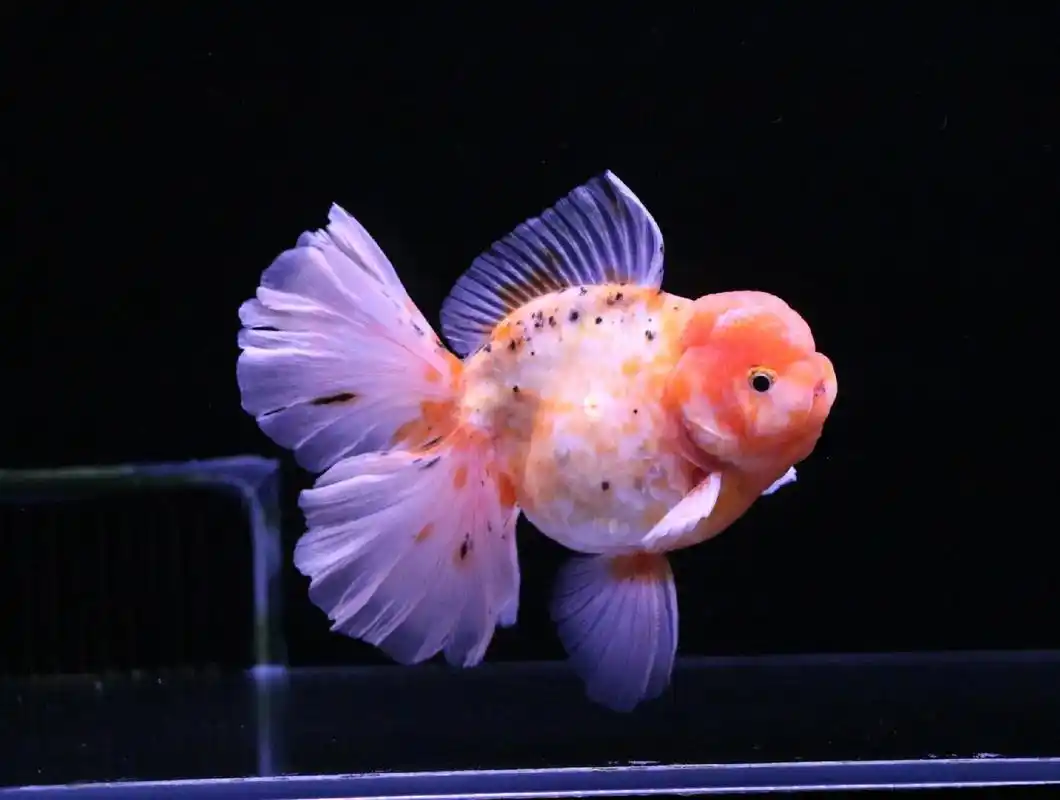 精品泰狮,壁纸级别美照!#泰狮 #观赏鱼 #国粹金鱼 - 抖音