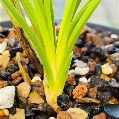 蕙兰原装黄心草 - 中国兰花交易网