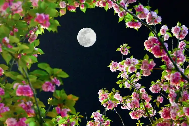 春花秋月共婵娟