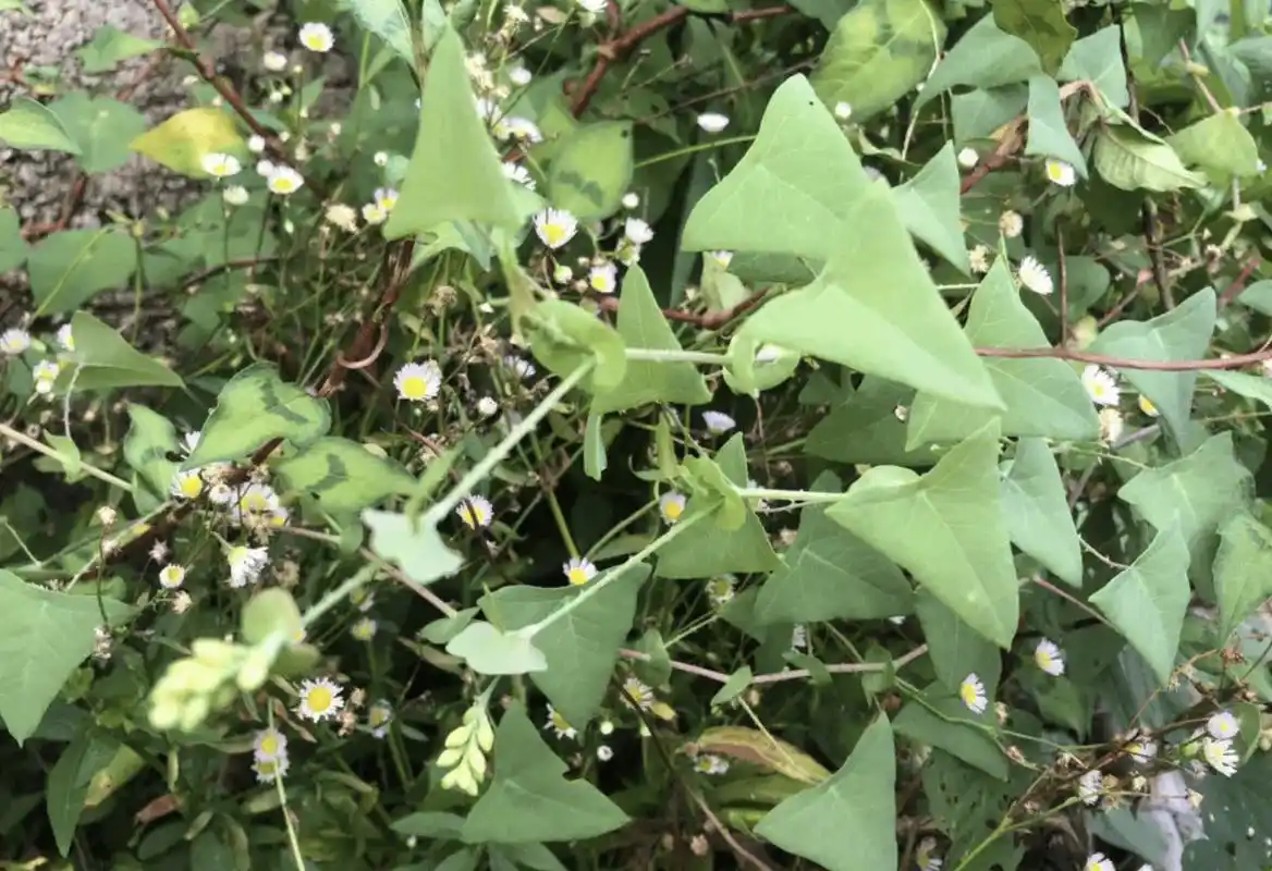 蛇怕花?养2棵,远离家门