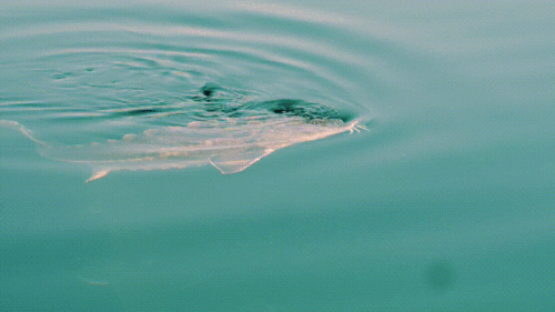 834_469gif 动态图 动图