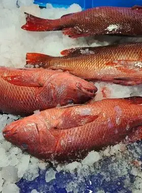 红鲷鱼红友鱼鲜活放血海钓刺身冰鲜