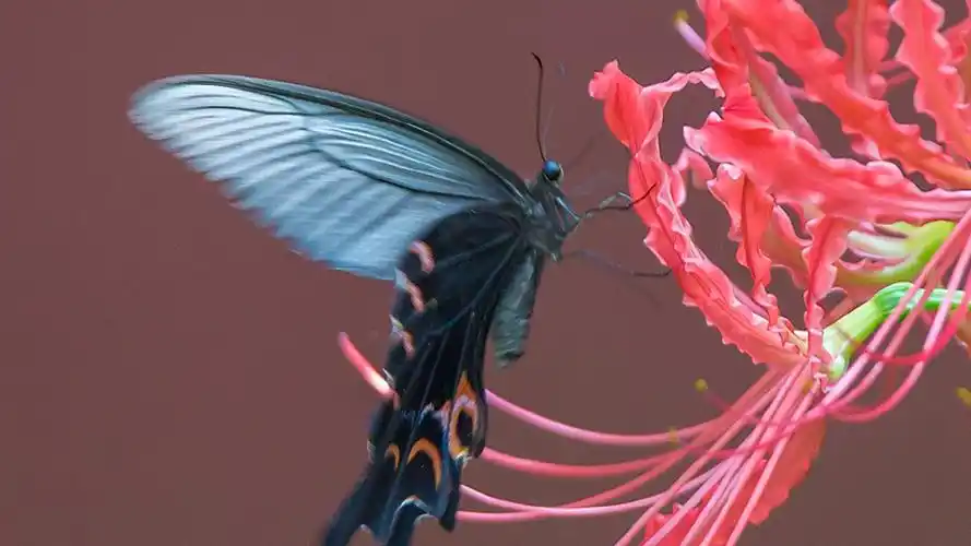 蝶恋花唯美意境高清桌面壁纸