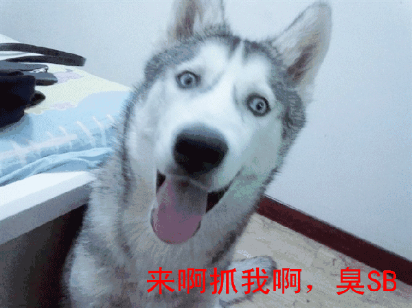 哈士奇伸舌头萌宠来啊抓我啊gif动图_动态图_表情包下载_soogif