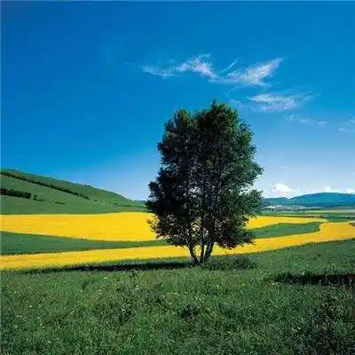 能带来好运的微信头像图片大全(带来好运的图片和微信头像) - 懂爱网