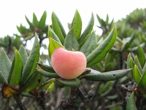 玉山杜鹃的果实?