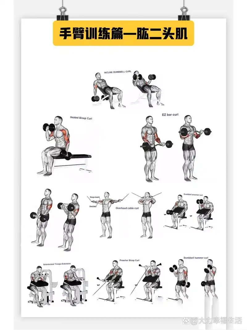 ‼️肱二头肌与背部肌肉的锻炼方法,建议收藏