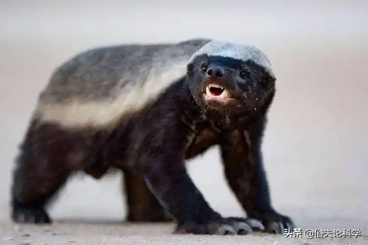 平头哥不仅性格古怪,连生理构造也奇特,它的阴茎骨能刮走精液_动物_人