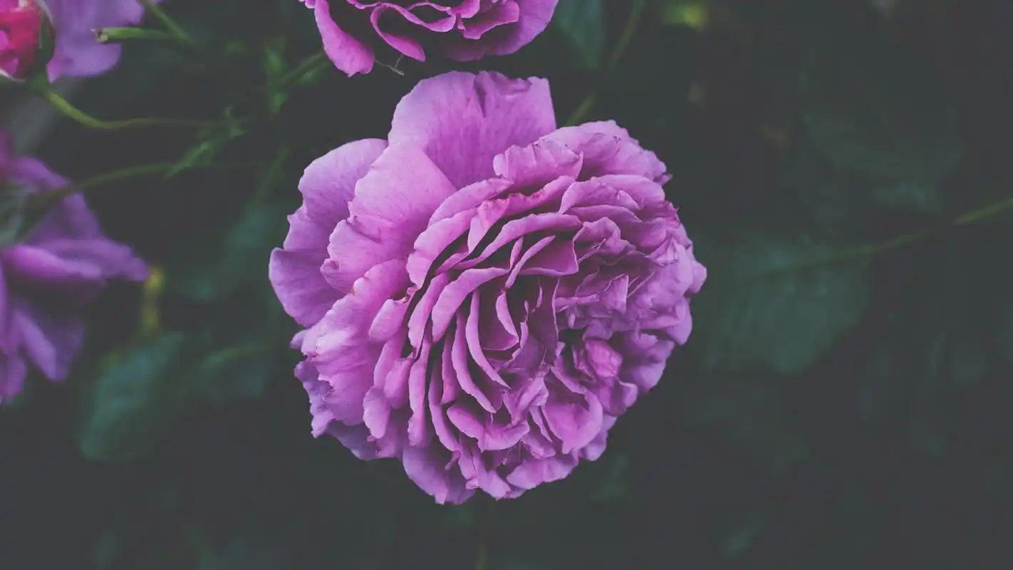 超美花卉植物高清桌面壁纸图片