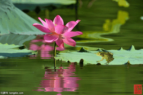 老北京虫趣/青蛙