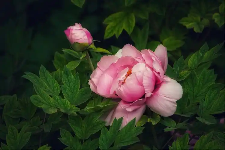 花城四月牡丹香