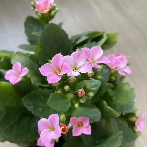 单瓣长寿花莫恩