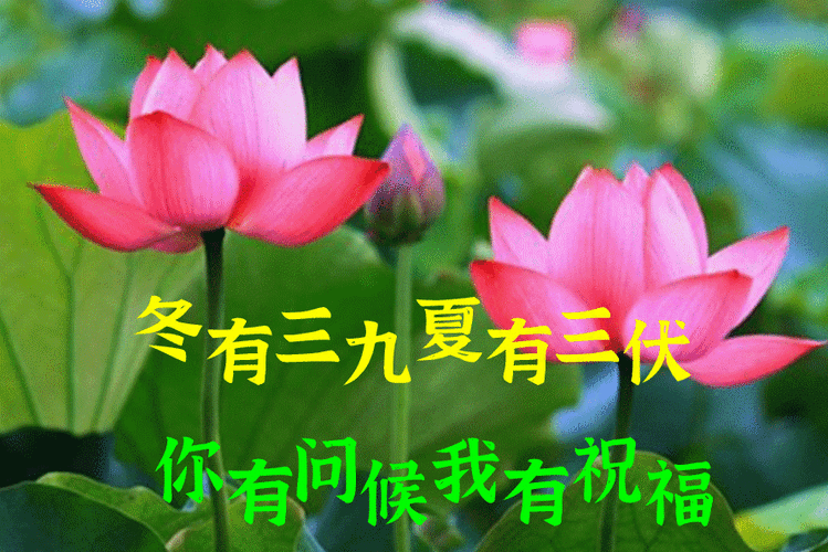 8张入伏创意唯美早上好问候祝福动画表情包暖心的入伏早安问候祝福语