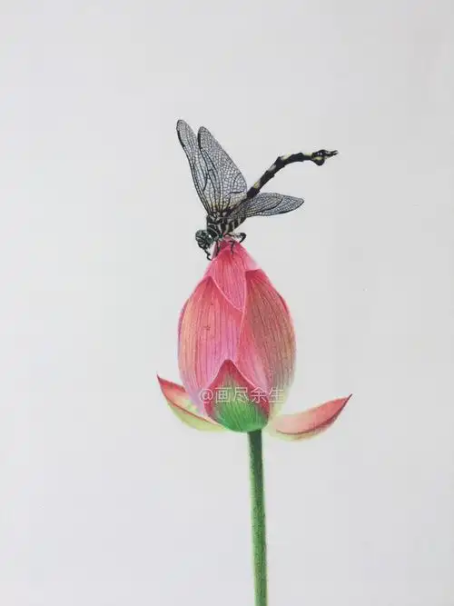 彩铅手绘|小荷才露尖尖角,早有蜻蜓立上头!