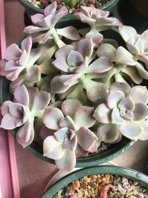 紫乐徒长了怎么控回来