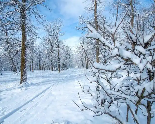 冬天,雪,树,寒冷,太阳 壁纸