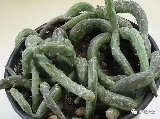 十大最恶心多肉 胆小的别看这些多肉丑成鬼