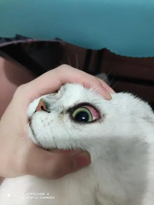 讨论猫咪眼睑增生倒睫毛怎么办